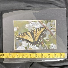 Butterfly on Flowers Nature Art Photograph 8×10 Matted Landscape Wildlife