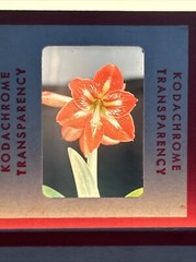 Kodachrome Red Border Lot Of 40 1950’s Still Life Flowers 35mm Color Slides