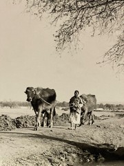 Large Signed Black & White Photo Print 1952 Egypt Man & Cows