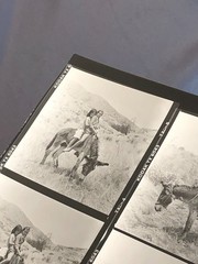 NEWLY FOUND! Hendrickson PHOTO Contact Sheet Proof & Negatives GIRLS RIDE DONKEY