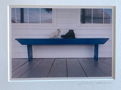 Bill Coleman Amish Photograph – kitten and boot on a bench – Signed & Matted