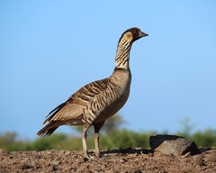 Hawaiian Goose or Nēnē 8×10 8″x10″ Photograph Print