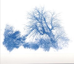 🎁 Set 16: Original Handmade Cyanotype Print Greeting Cards Set of 12pcs