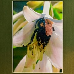 MICHAEL RAY Original Vintage Signed Long Island NY Floral Still Life Photograph