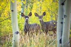 Wildlife Photography Print – Two Mule Deer Between Aspen Trees in Colorado
