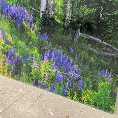 Peter Lik «Aspen Impressions» Trees 150cm (5 Feet Long) Recess Mount With COA