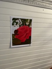 Garden Rose #11 – landscape photograph 8.5×11