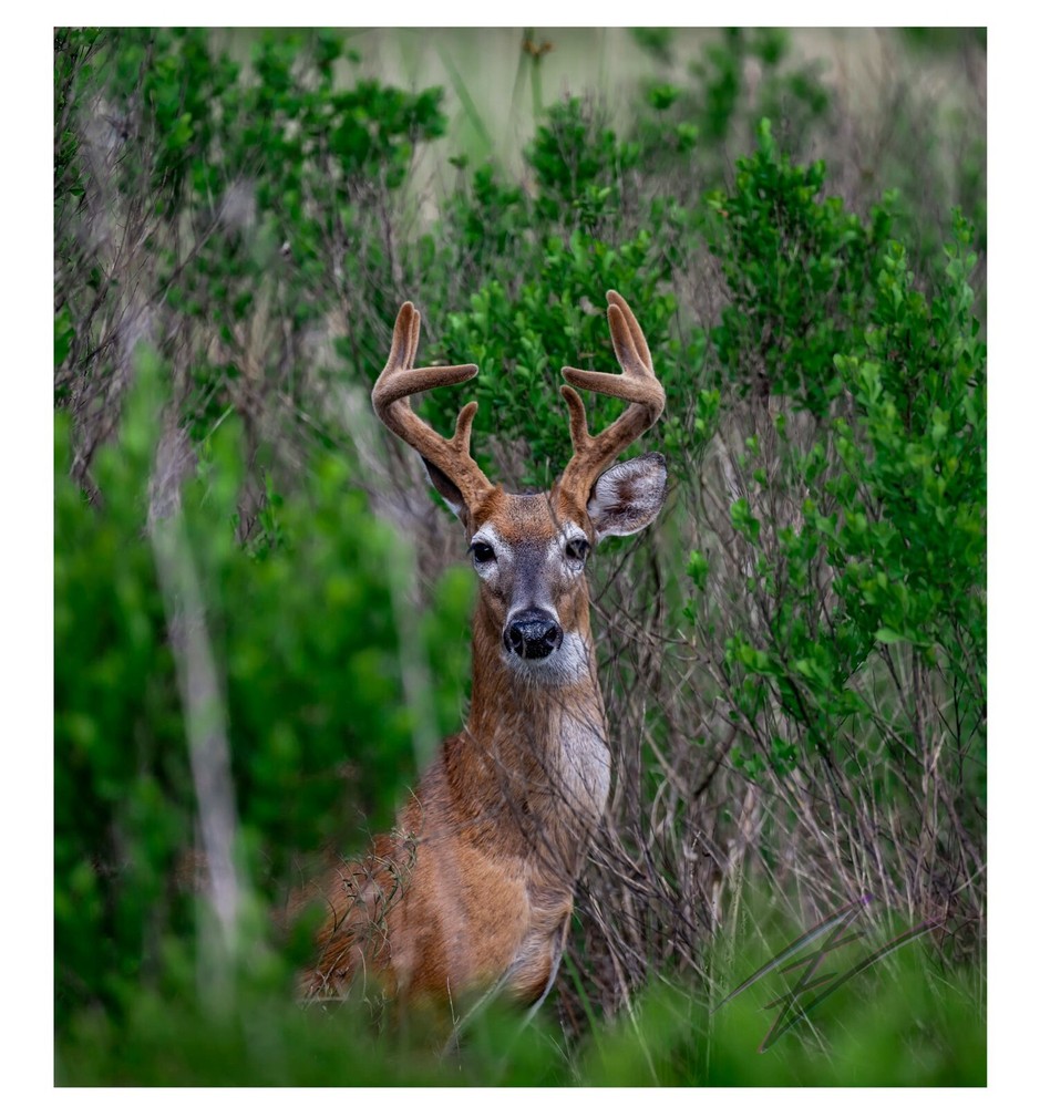 Framed Photography Print – Deer in Florida – by Mike Urgo of Intellectual Nebula
