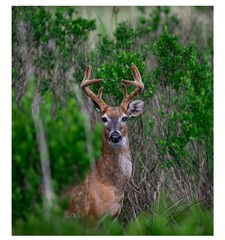 Framed Photography Print – Deer in Florida – by Mike Urgo of Intellectual Nebula