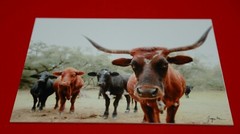 Hand signed Longhorn Cow Photograph w Canvas Texture on Styrene Board Print Art