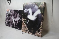 hummingbird in flight canvas 16×12 wildlife photo E. Barton Photography EPS21841