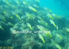 Digital Image Picture Photo Pic Andaman India underwater coral life scuba AND094