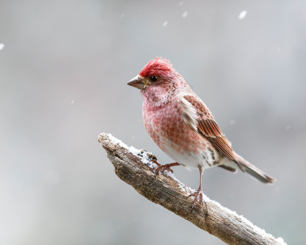 Purple Finch Bird 8×10 8″x10″ Photograph Print
