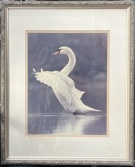 Vintage Mute Swan Fine Art Print Framed Double Matted Wildlife Photography