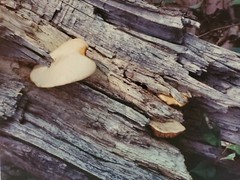 FUNGUS LOG LARGE ORIGINAL SIGNED ART PHOTO COLOR STETTNER VTG MATTE NJ CAMERA