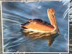 Artist Greg Arbutine 8″x10″ Photograph in 11″x14″ black mat «Rusty Pelican»