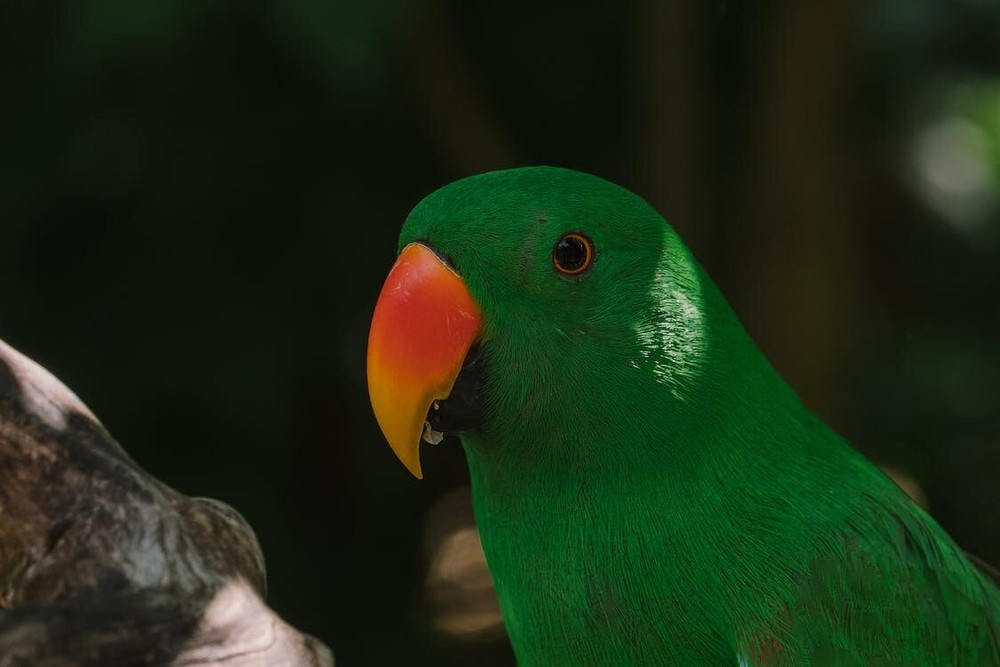Digital Image Picture Photo Pic Wallpaper Background Water Trees Eclectus Parrot