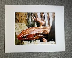 Lizard Digital Watercolor Original Photograph 8 X 10 Matted To 11 X 14 – Signed