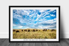 Buffalo Herd Photography Print Bison Picture Oklahoma Photo Western Decor