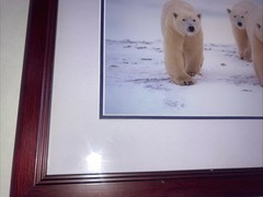 Polar Bear Nature Signed Limited Edition Framed Art Print