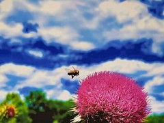 Nectar In The Field, Bees On Wild Thistle, 16×20 Canvas Photo Ltd Ed. Signed