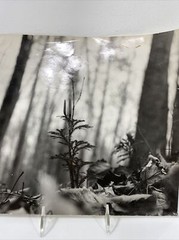 Vintage Black & White Nature Print