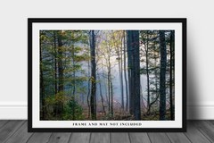 Photography Print of Forest on Foggy Morning in Great Smoky Mountains
