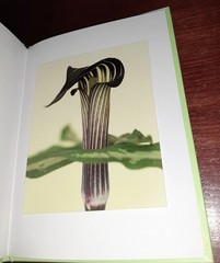 RON VAN DONGEN: One Picture Book Ltd Ed SIGNED w Photo ‘Arisaema Angustatum’ NEW