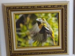 Magnificent Flying Bird Portraits. One Of A Kind Anywhere In The World.