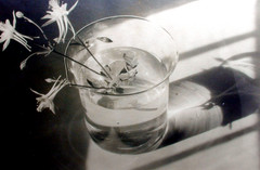 STILL LIFE SALE Connecticut Photo NELL DORR ‘Glass Arrangement’ 4.5″ x 6.5″