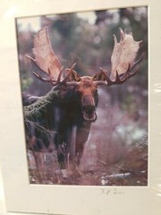 ROGER IRWIN OUTDOOR PHOTOGRAPHY PHOTOGRAPHER Moose Photo Photograph VERMONT