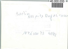 40000033 – 1000 Berlin Mitte Sanatorium Hospice Angelicum