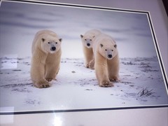 Polar Bear Nature Signed Limited Edition Framed Art Print