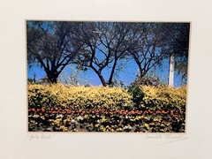 Daniele Piasecki Signed ‘Gold Burst’ Framed Landscape Photograph 16×12