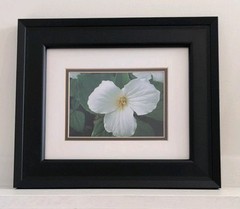 Framed Fine Photography White Trillium Flower Wall Art 14″ x 12″ Double Matted