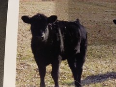 Prints of Two Black Angus Heifers Beef Cattle Farm Cow Ranch Agribusiness Rodeo