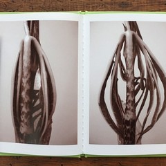 RON VAN DONGEN: One Picture Book Ltd Ed SIGNED w Photo ‘Arisaema Angustatum’ NEW