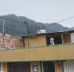ALEC SOTH ‘Untitled 08’, 2003 from Dog Days Bogotá series SIGNED Photograph NEW!