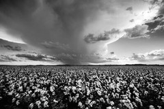 Cotton Field Photography Print | Black and White Picture | Oklahoma Photo