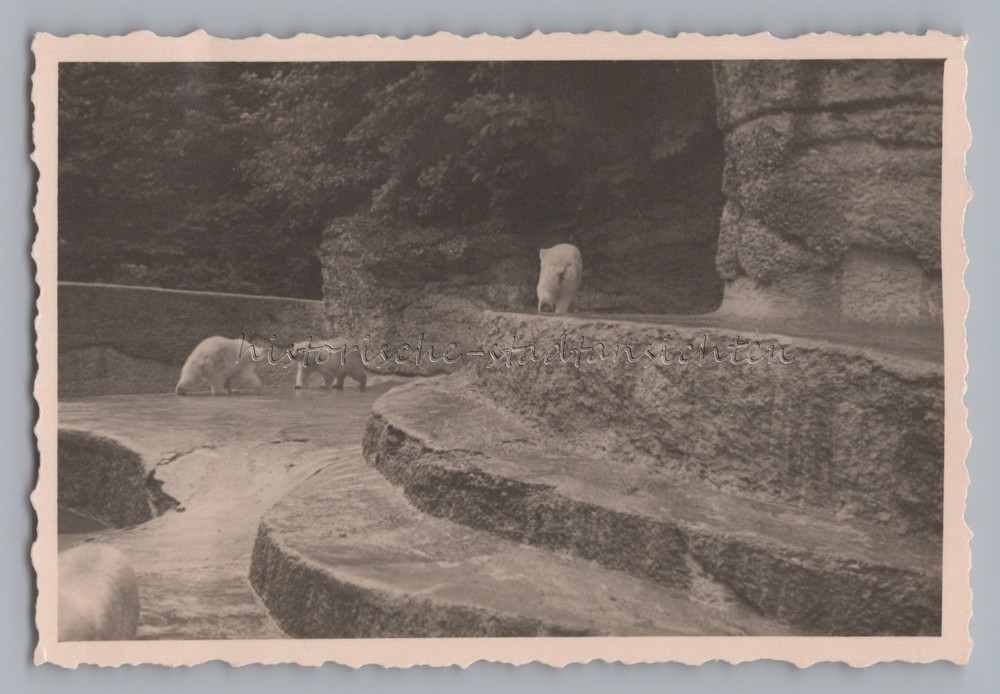 Munich 1940 – Zoo Three Polar Bears Enclosure – Old Photo