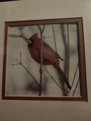 New Sealed John Fulton Original Photo Art Red Cardinal Numbered Signed 1988