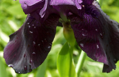 Dark purple iris 8×10″ photograph print