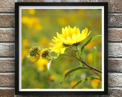 Sunflower, Abstract Floral Photography – Fine Art Photo on Metal, Canvas, Paper