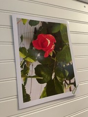 Garden Rose #7 – landscape photograph 8.5×11