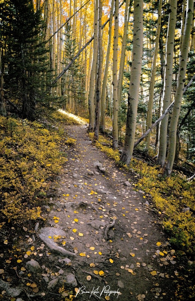 Moody Autumn Path Framed Fall Landscape Photograph Outdoor Nature Wall Art