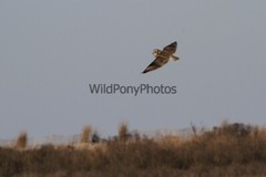 Short Eared Owl Photo, Pick One Image – Various Sizes