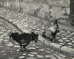 1920 1972 Andre Kertesz Cock Fight Roosters Hungary Art Photo Photogravure