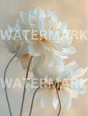 Digital Photo Image Beautiful White Flowers Picture Art Wallpaper Desktop