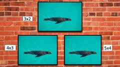 A Sea Lion Swimming, High Resolution Image, Many Formats, TV Art