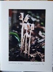 Vintage Blank Photo Greeting Cards Juanda Clay photography Nature Themes